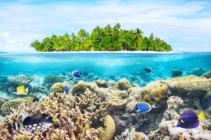 Vibrant underwater life in the Maldives with colorful coral reefs, exotic fish, and crystal-clear waters, showcasing nature's beauty at its finest.