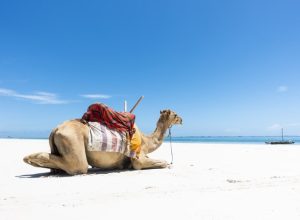 Single camel sitting at Diani Beach.