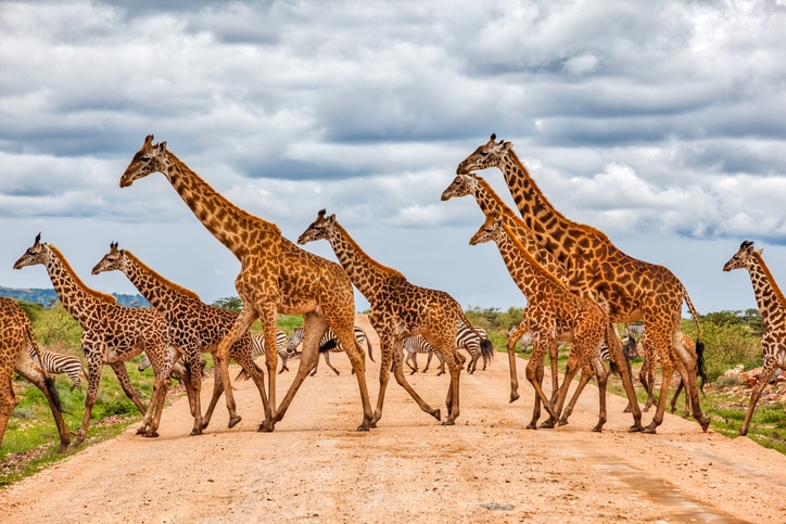 Arusha Safari Ext Double Occupancy 10-01-06-24 (Global Escape Travels)
