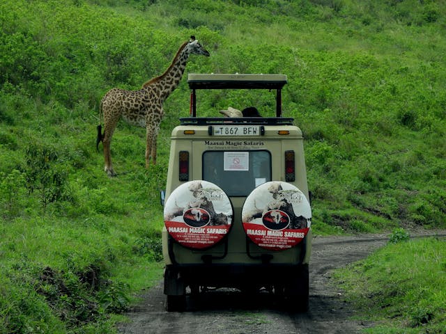 Full-Day Safari